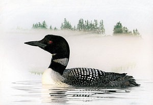 300x207 Loon In Fog Drawing By Brent Ander - Loon Sketch