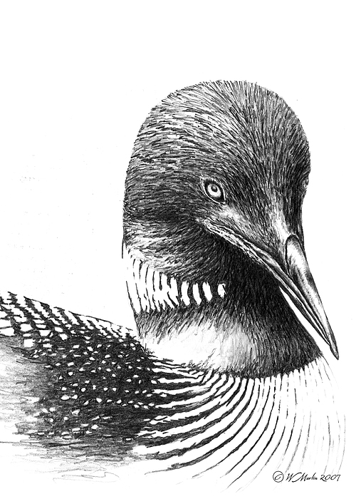 500x700 Loon Sketch Drawing Skill - Loon Sketch