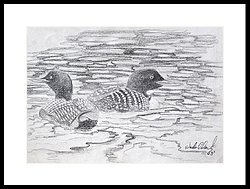 250x189 Loon Sketch Drawing By Wade Clark - Loon Sketch