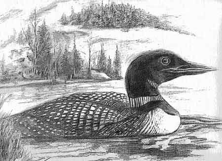 450x327 Loon On The Lake, Pencil Drawing Paintings, Drawings, Mixed - Loon Sketch