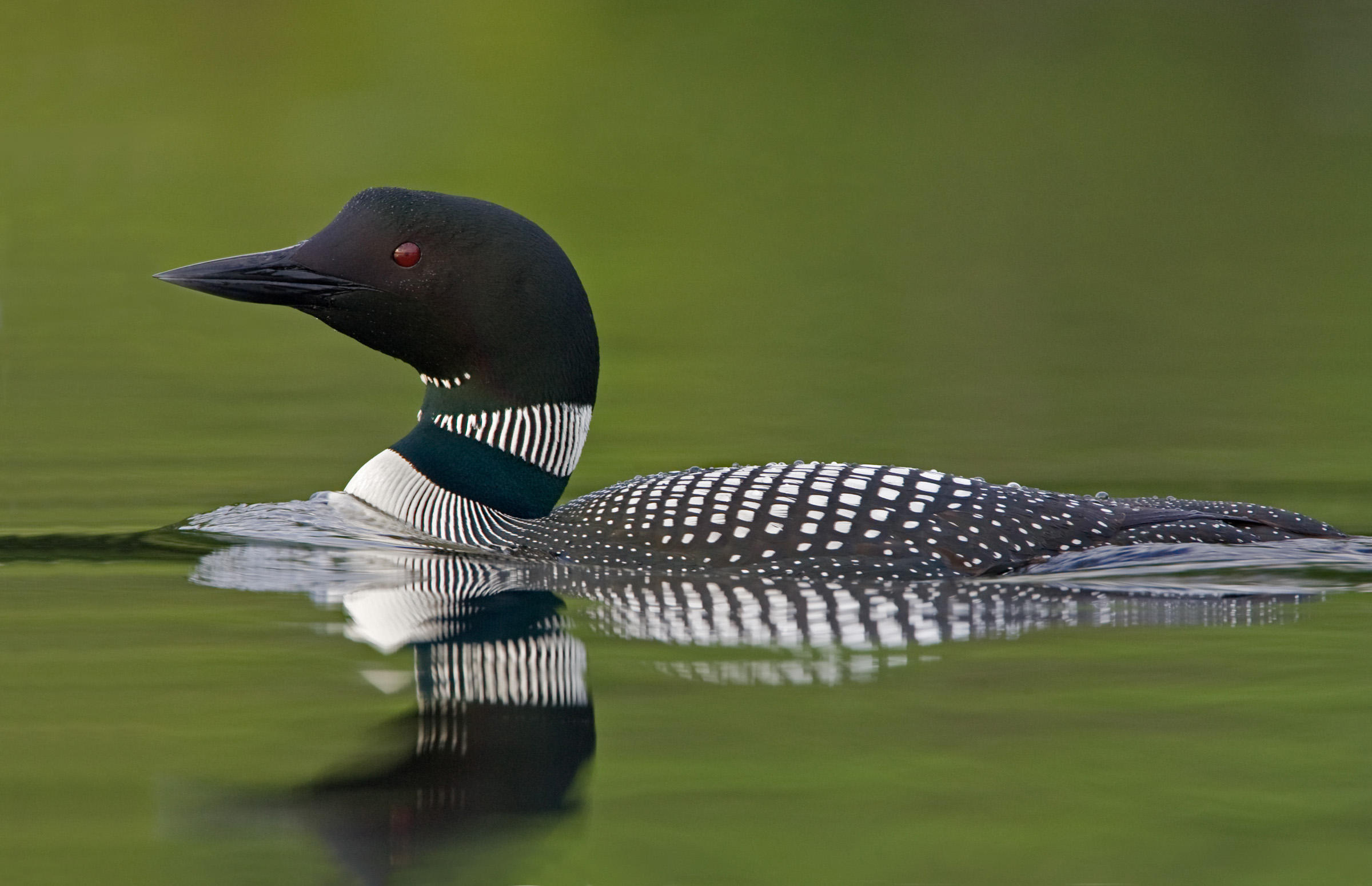 2400x1550 Common Loon Audubon Field Guide - Loon Sketch