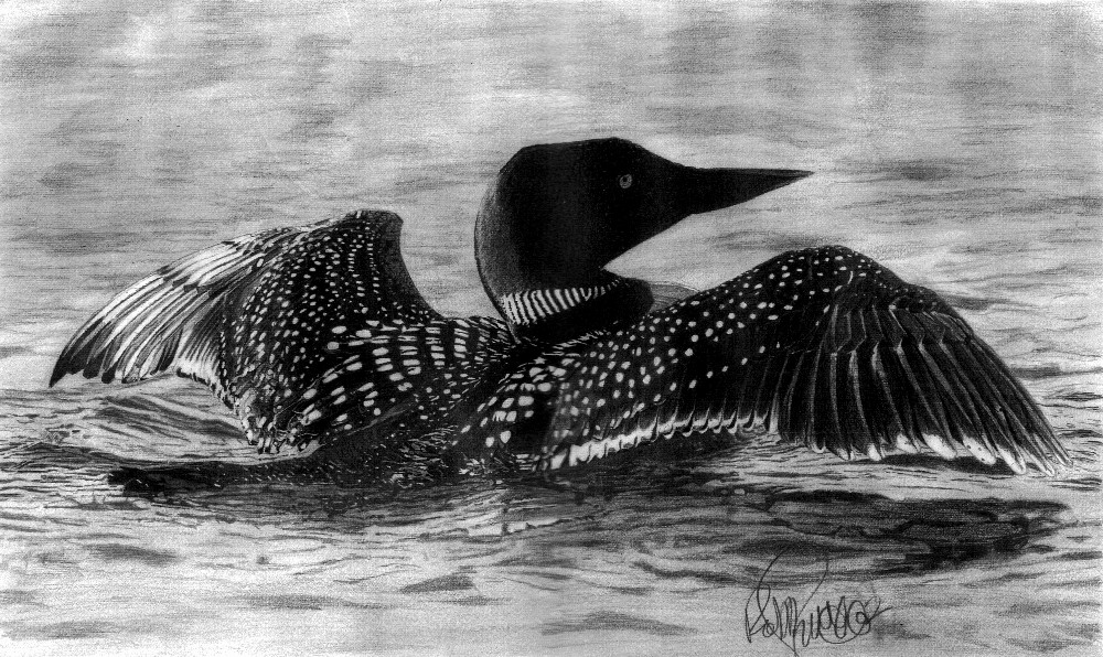 1000x596 Common Loon Robb Scott Foundmyself - Loon Sketch
