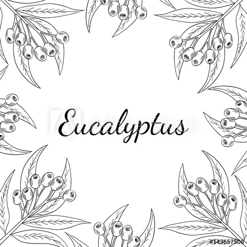 500x500 Hand Drawn Eucalyptus Leaves And Fruits, Plant, Branch, Berry - Lotion Sketch