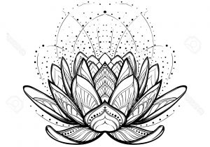 300x210 Drawing Of Lotus Flower With Leaf Lotus Flower Sketch Lotus Flower - Lotus Flower Drawing Sketch