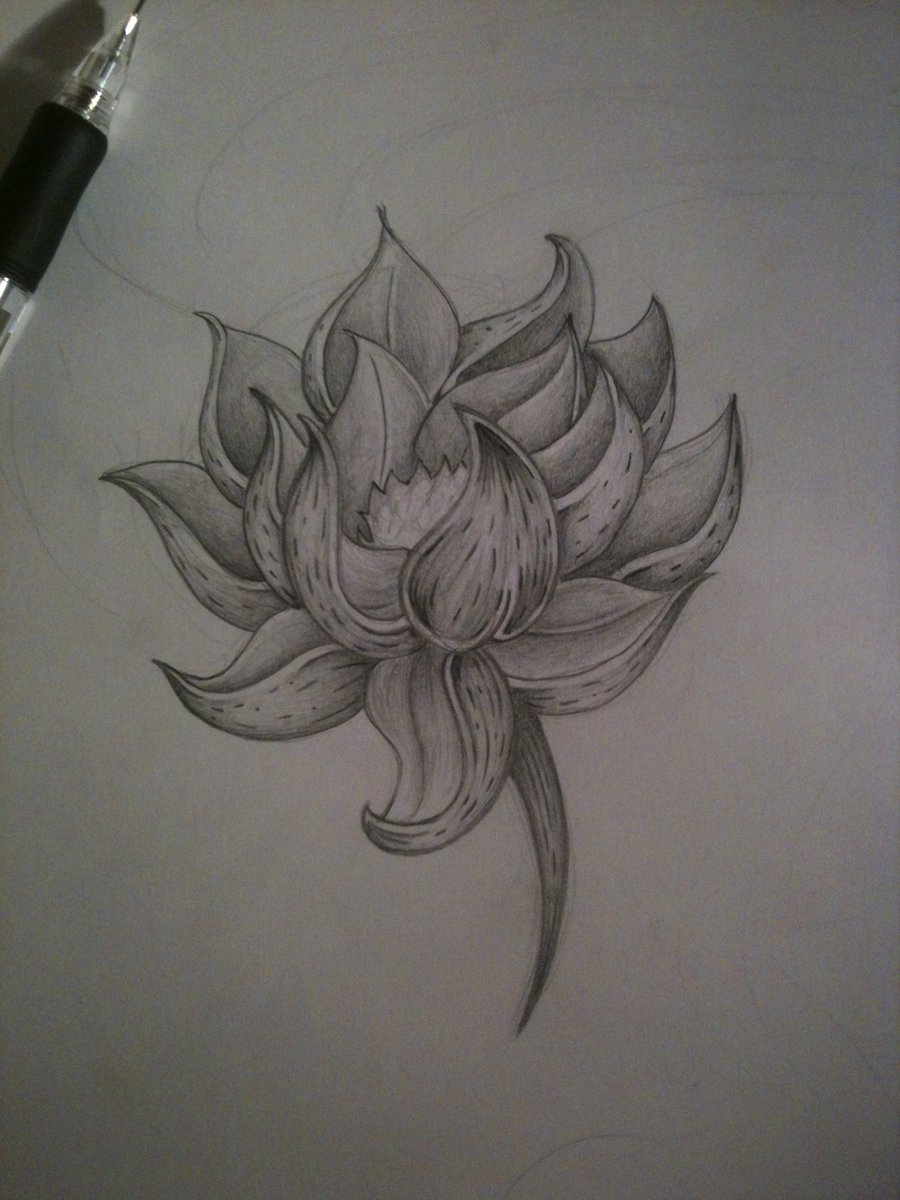 900x1200 Pencil Sketch Flower Drawing Photos Lotus Flower Drawings In - Lotus Flower Drawing Sketch