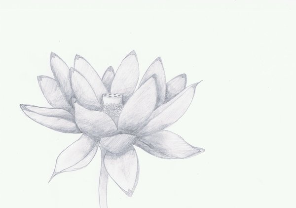 600x421 Photos Lotus Flower Sketches, - Lotus Flower Drawing Sketch