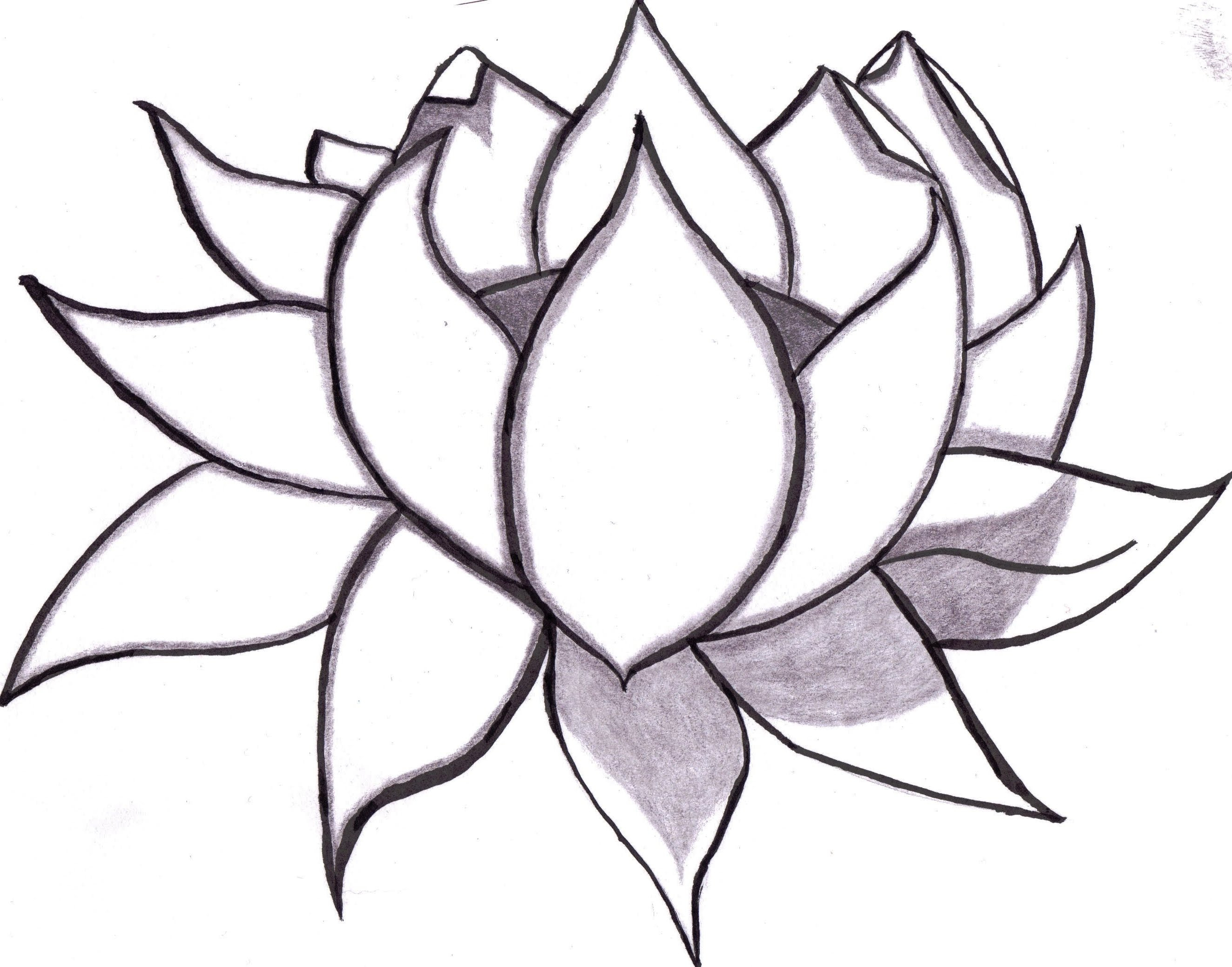 Lotus Flower Drawing Sketch At Explore Collection Of Lotus Flower Drawing 7622