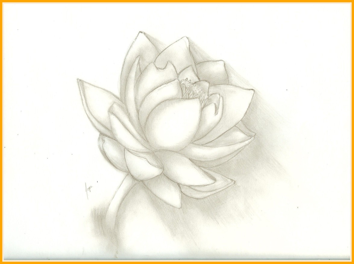1175x875 Shocking Lotus Flower Drawing Sketch By Darksapphire Pic For - Lotus Flower Drawing Sketch