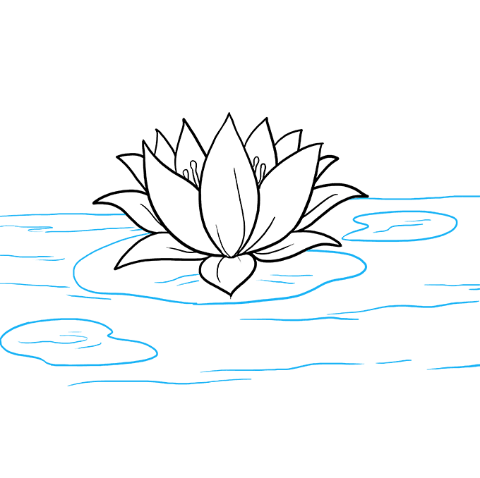 680x678 How To Draw Lotus Step By Step Guide How To Draw A Rose - Lotus Flower Drawing Sketch