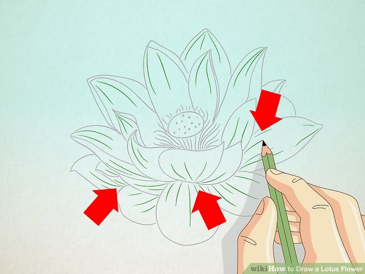 728x546 How To Draw A Lotus Flower 7 Steps (With Pictures) - Lotus Flower Drawing Sketch
