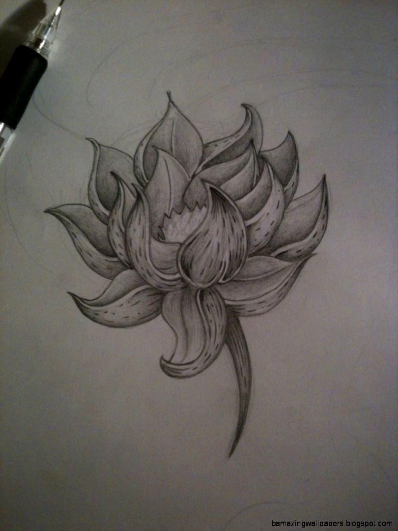 810x1080 Lotus Flower Pencil Drawing Amazing Wallpapers - Lotus Flower Pencil Sketch