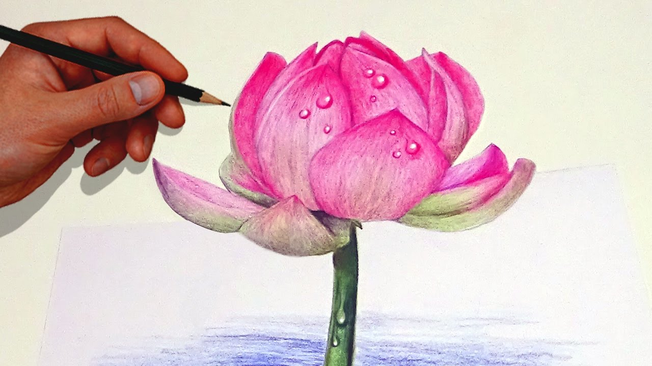 How To Draw A Realistic Lotus Flower Step By Best Flower Site