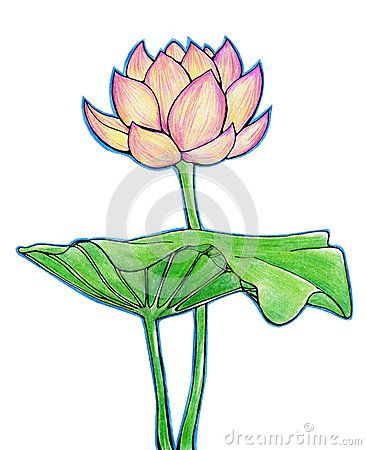 366x450 Lotus Clipart Pencil Sketch - Lotus Flower Pencil Sketch