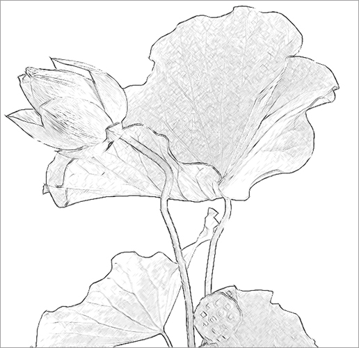 516x500 Sketch Clipart Lotus Plant Free Collection Download And Share - Lotus Flower Pencil Sketch