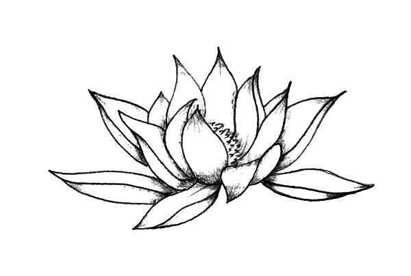 600x404 Sketch Lotus Flower Pencil Coloring Pages Batch - Lotus Flower Pencil Sketch