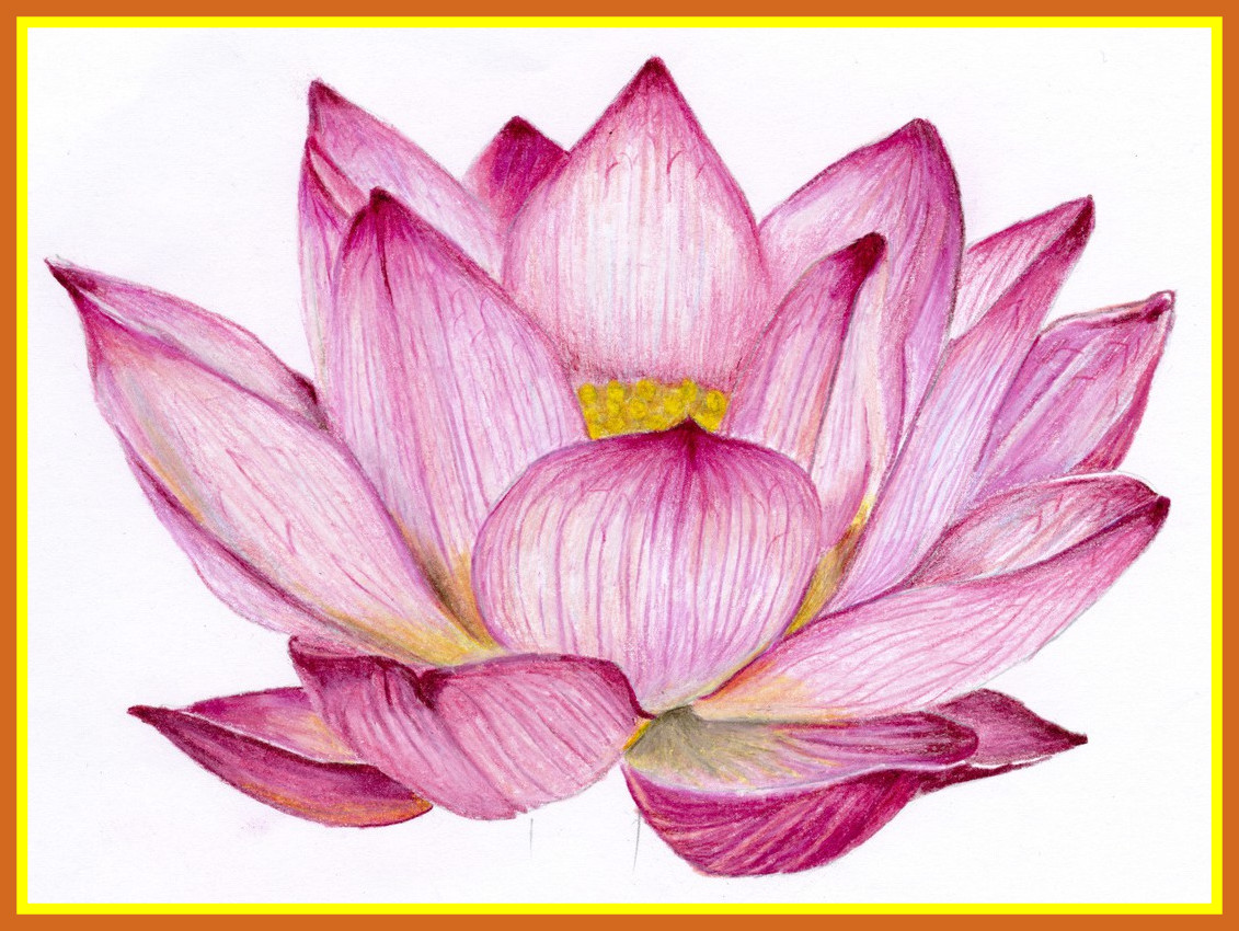 1131x850 Stunning Lotus Flower Pencil Drawing At Getdrawings For Personal - Lotus Flower Pencil Sketch