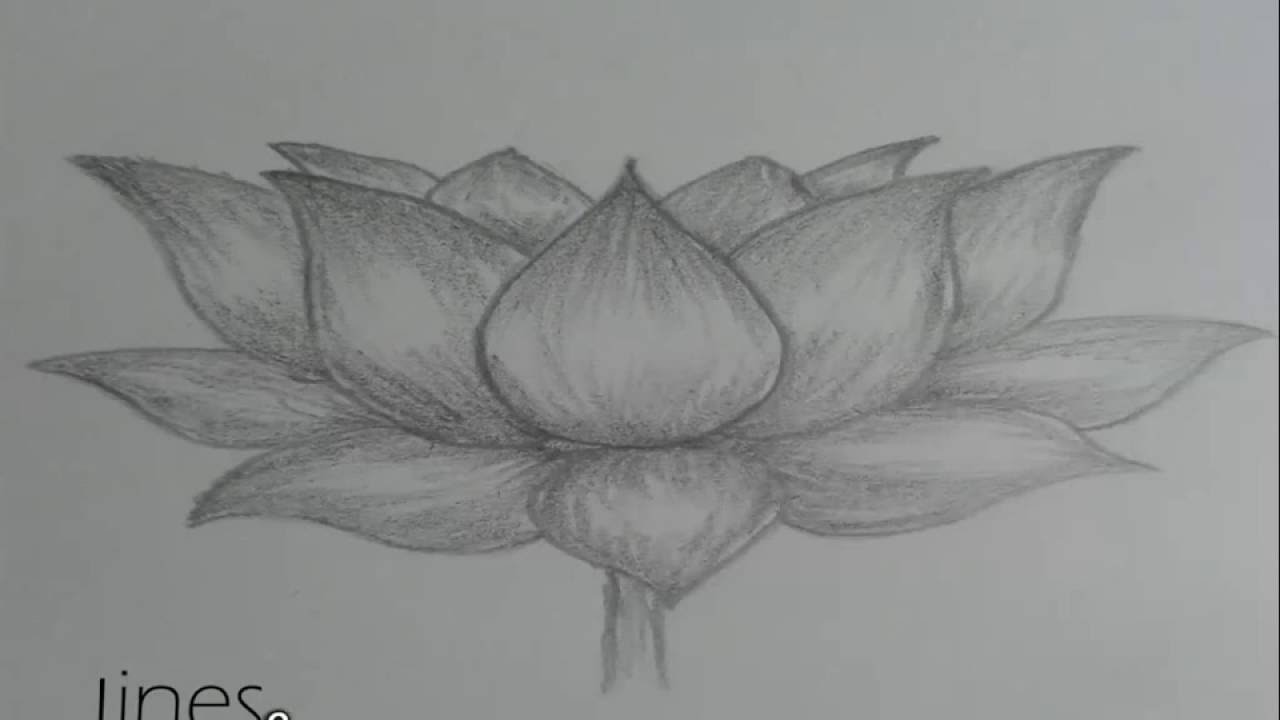 Lotus Flower Pencil Sketch at Explore collection