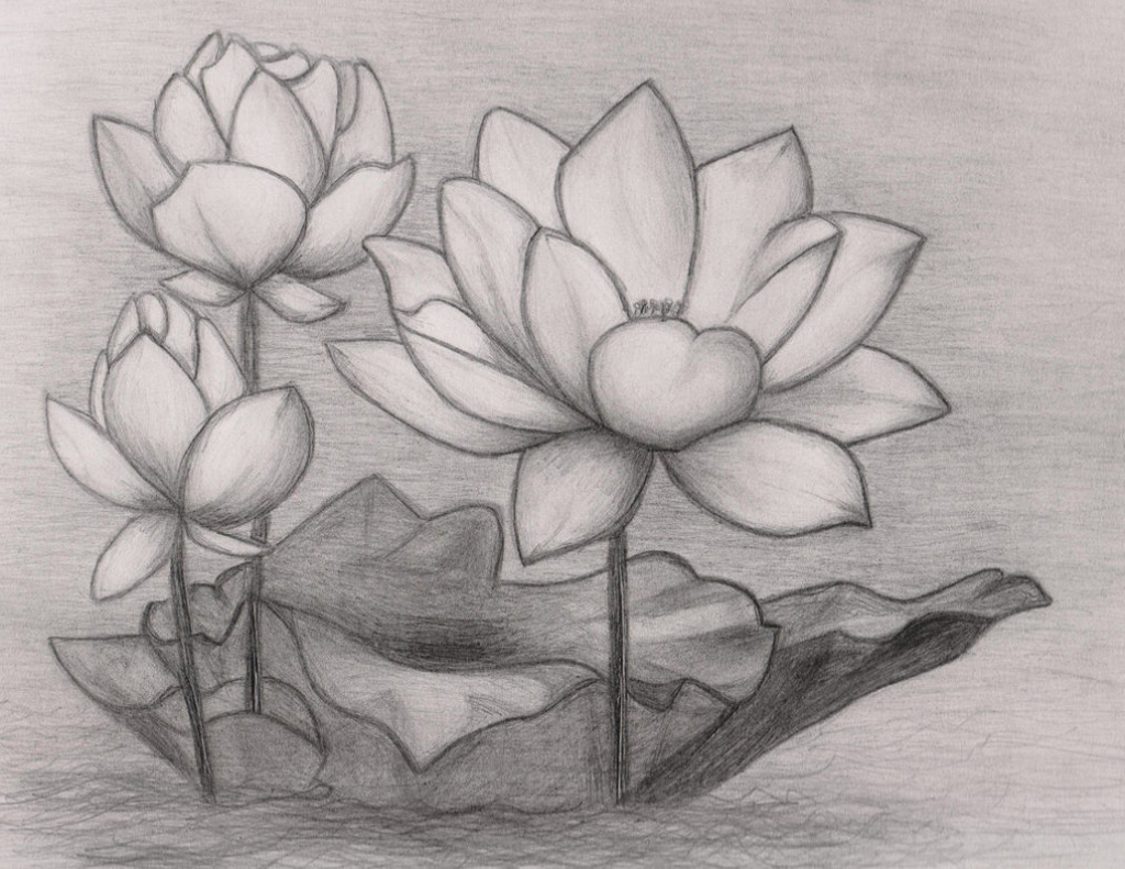 Lotus Flower Sketch at Explore collection of Lotus