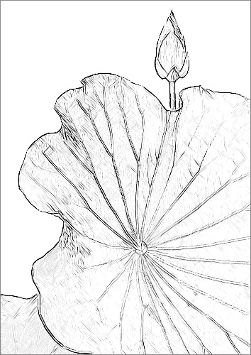 354x500 Lotus Flower Sketch - Lotus Flower Sketch