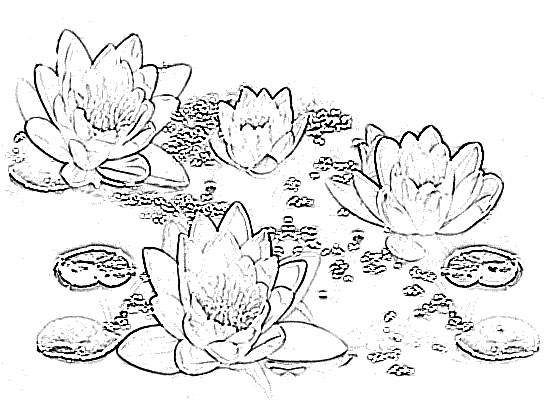 550x400 Lotus Flower Sketch - Lotus Flower Sketch