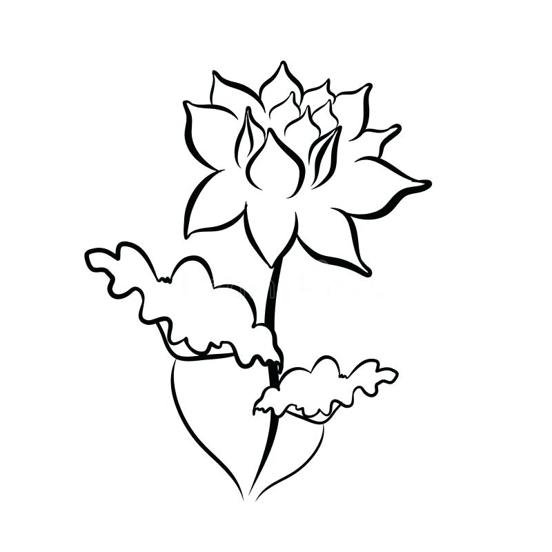 800x800 Lotus Flower Sketch Download Sketch Line Drawing Of Lotus Flower - Lotus Flower Sketch