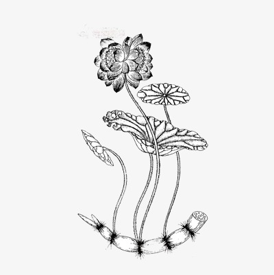 400x401 Lotus Sketch, Lotus Clipart, Lotus, Flower Png Image And Clipart - Lotus Flower Sketch