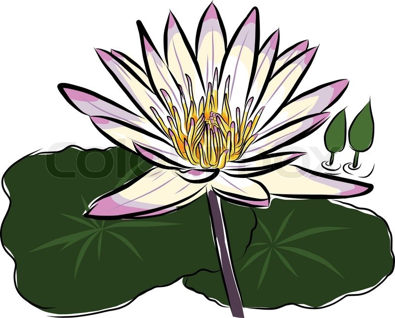 800x645 Lotus Flower Sketch Vector Stock Vector Colourbox - Lotus Flower Sketch