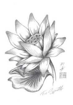 236x338 Pencil Sketches Lotus Flower Images About Lotus Flowers On - Lotus Flower Sketch