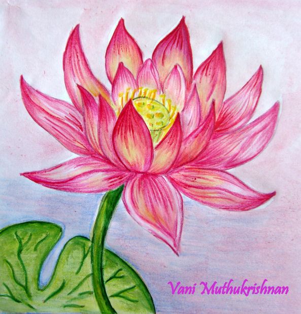 593x619 Gallery Lotus Flower Sketches Colour, - Lotus Flower Sketch