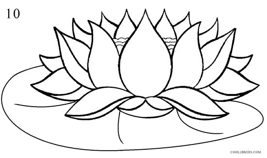 550x326 How To Draw Lotus Flower (Step By Step Pictures) Cool2bkids - Lotus Flower Sketch