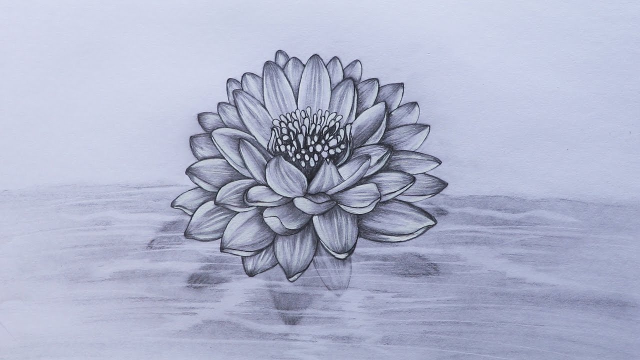 1280x720 How To Sketch A Lotus - Lotus Flower Sketch