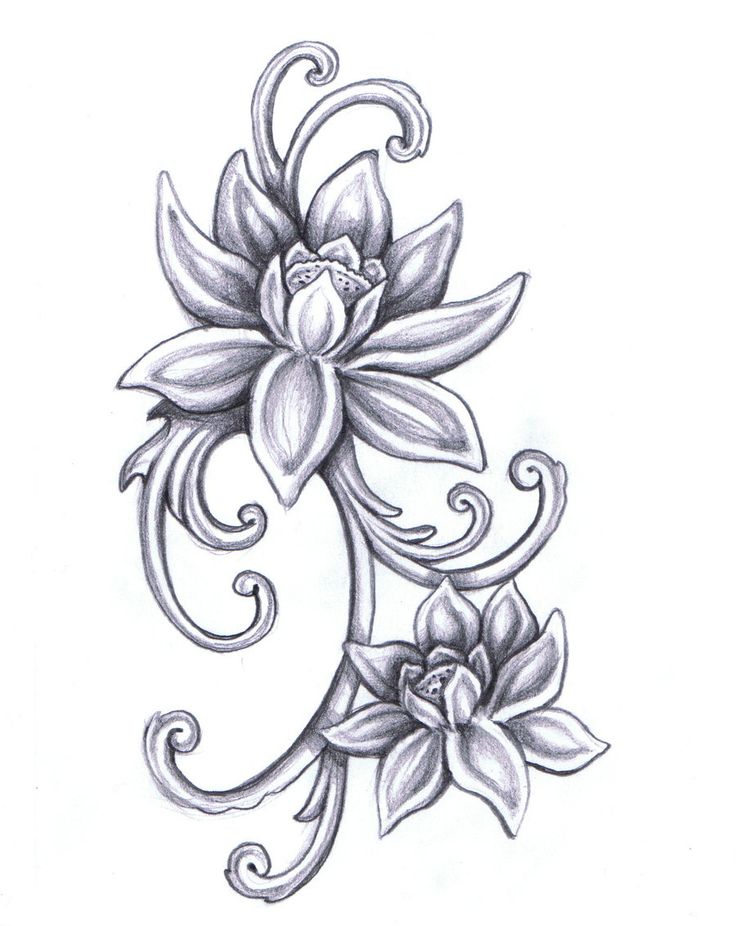 736x926 Image - Lotus Flower Sketch Images