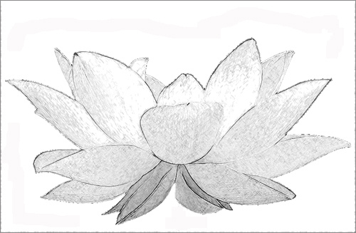 500x327 Lotus Flower Sketch Black Amp White - Lotus Flower Sketch Images