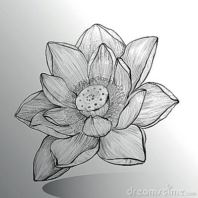 400x400 Lotus Flower Sketch Inspirations Flower Sketches - Lotus Flower Sketch Images