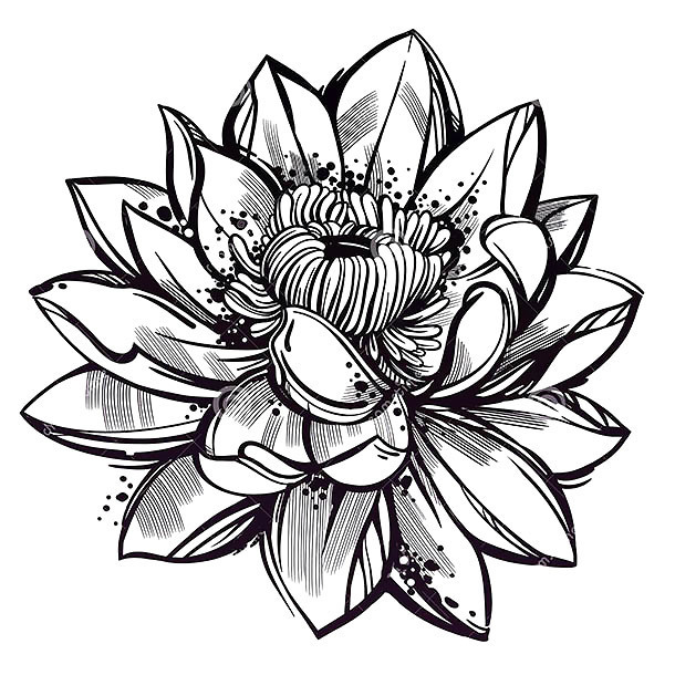 Lotus Flower Sketch Images At Explore Collection