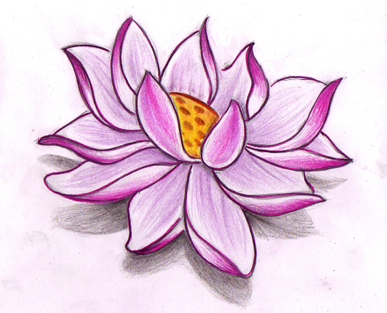 565x457 Collection Of Lotus Tattoo Sketches - Lotus Flower Sketch Images