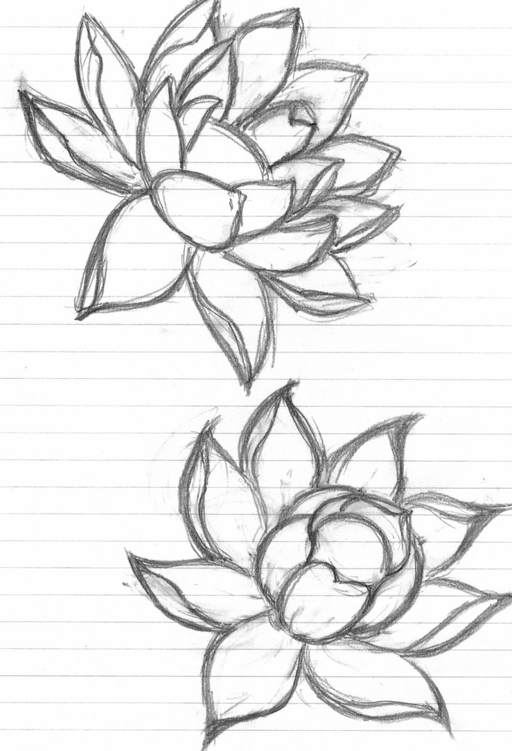 Lotus Flower Sketch Step By Step At Paintingvalleycom