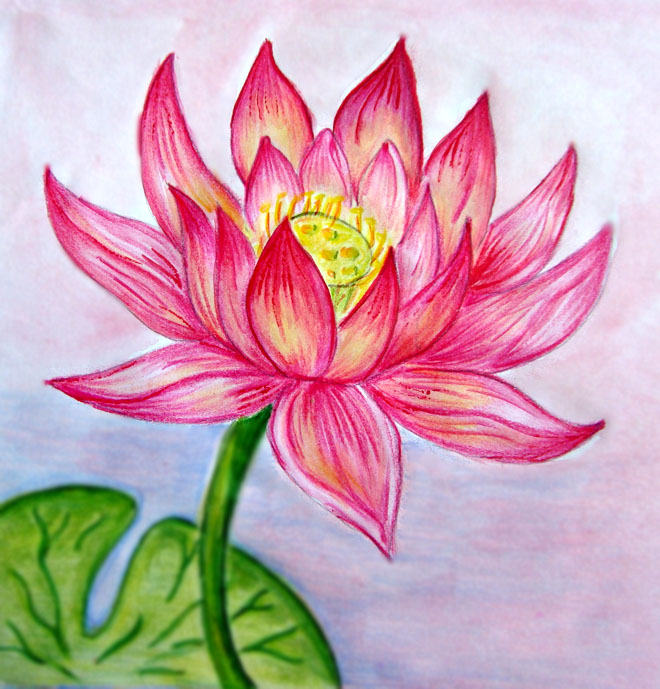 660x689 35 Beautiful Flower Drawings And Realistic Color Pencil Drawings - Lotus Flower Sketch Step By Step