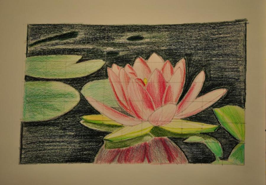 900x627 Lotus Flower . Flowers. Drawings. Pictures. Drawings Ideas For - Lotus Flower Sketch Step By Step