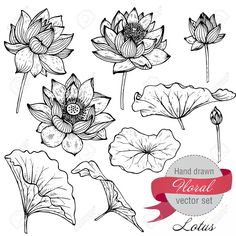 236x236 Linear Seamless Pattern - Lotus Leaf Sketch