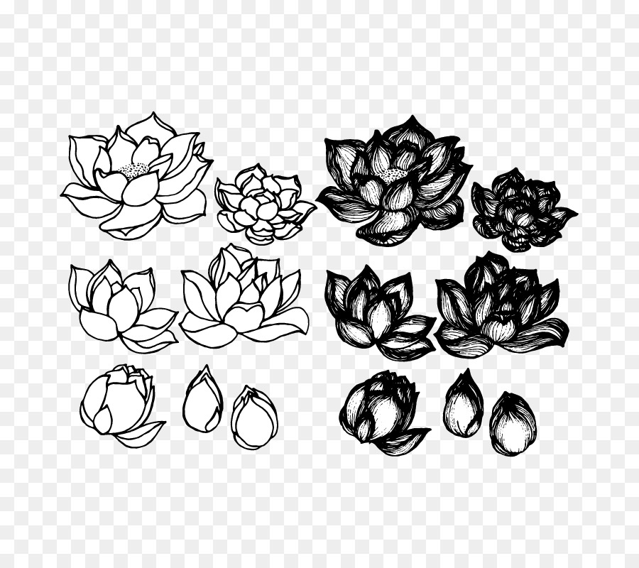 900x800 Lotus Cars Drawing Croquis Sketch - Lotus Leaf Sketch