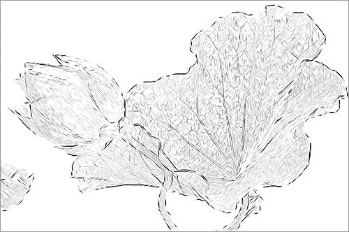 500x332 Lotus Flower Sketch - Lotus Leaf Sketch