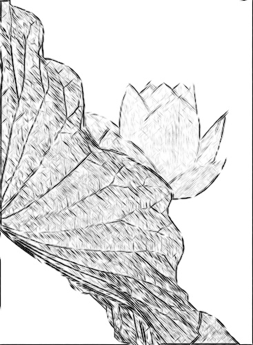 367x500 Lotus Flower Sketch - Lotus Leaf Sketch