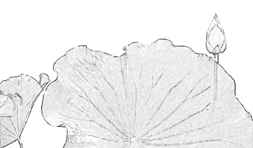 500x293 Lotus Flower Sketch - Lotus Leaf Sketch