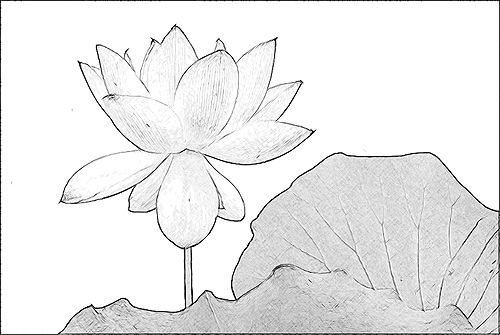 Lotus Leaf Sketch at PaintingValley.com | Explore collection of Lotus ...
