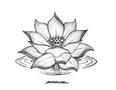 236x182 Lotus Flower Sketch Inspirations Flower Sketches - Lotus Leaf Sketch