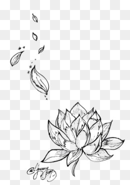 260x370 Lotus Sketch Png Images Vectors And Psd Files Free Download On - Lotus Leaf Sketch