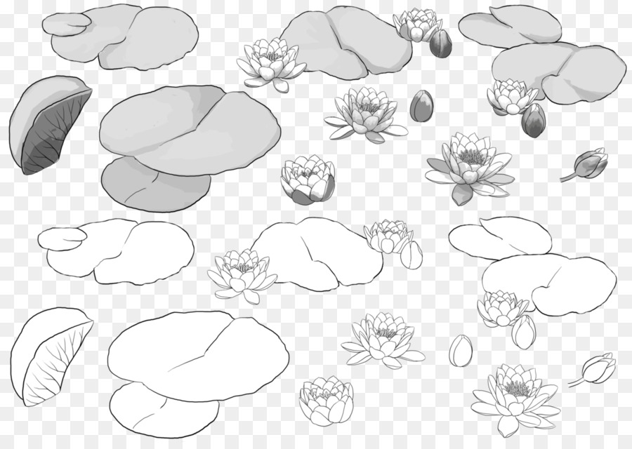 900x640 Petal Nelumbo Nucifera Leaf Sketch - Lotus Leaf Sketch