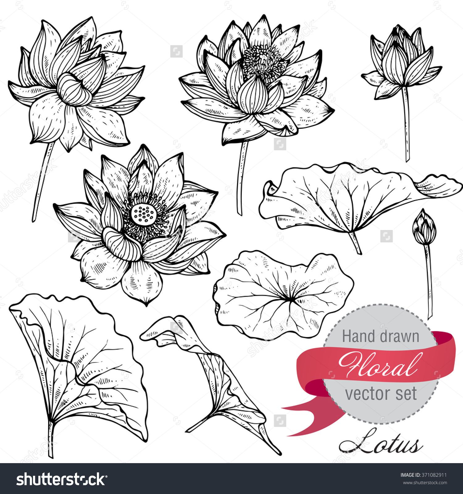 1500x1600 Vector Set Of Hand Drawn Lotus Flowers And Leaves. Sketch Floral - Lotus Leaf Sketch