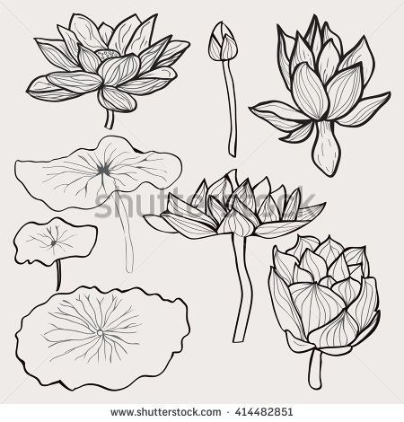 450x470 Vector Set Of Beautiful Monochrome Hand Drawn Lotus Flowers And - Lotus Leaf Sketch
